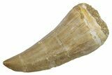 Fossil Mosasaur (Hainosaurus) Tooth - Morocco #353216-1